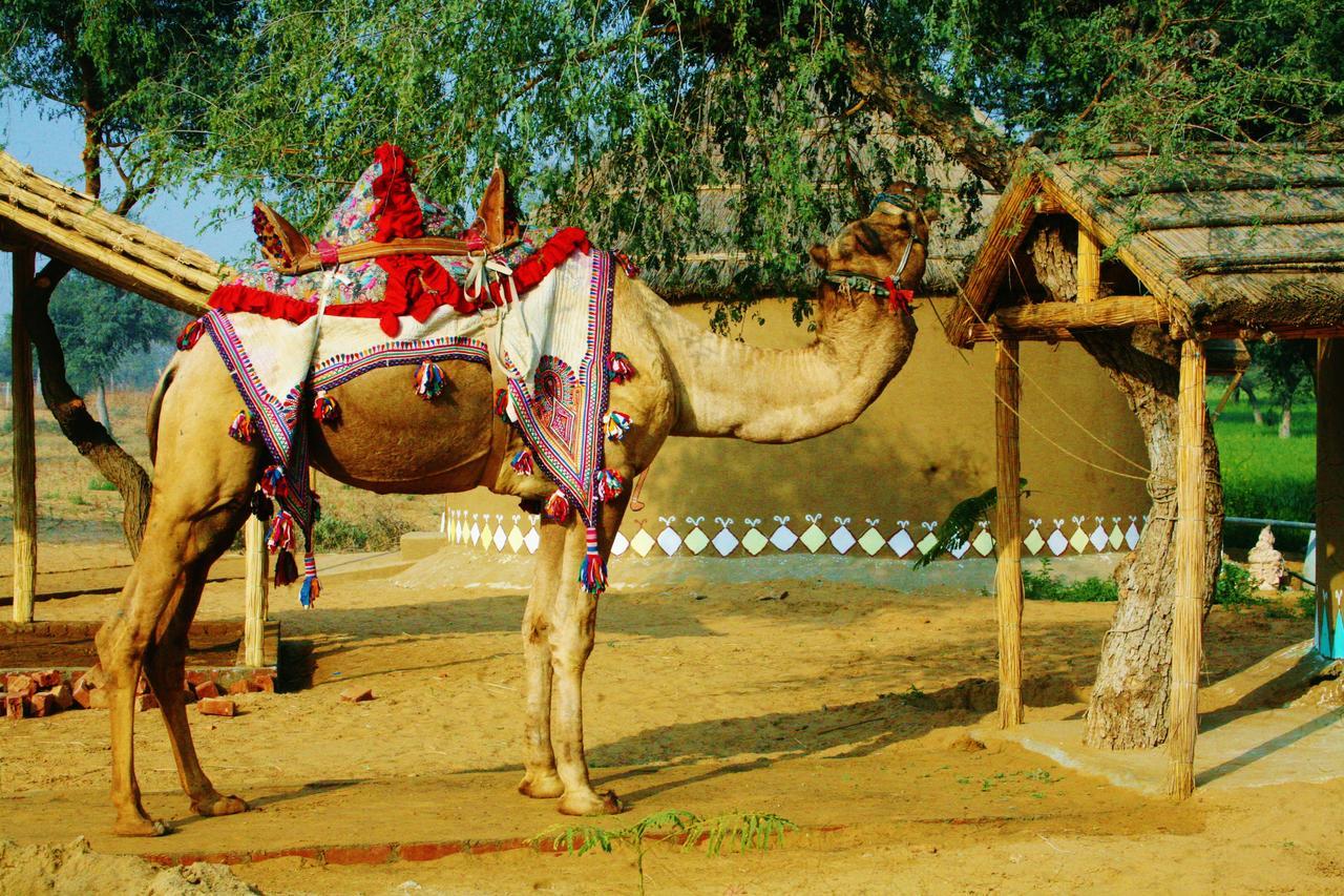 Desert Nights Mandawa Luaran gambar